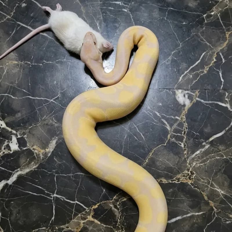 Albino Candy