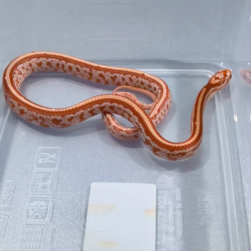 Tessera Albino/Amelanistic Het Diffused