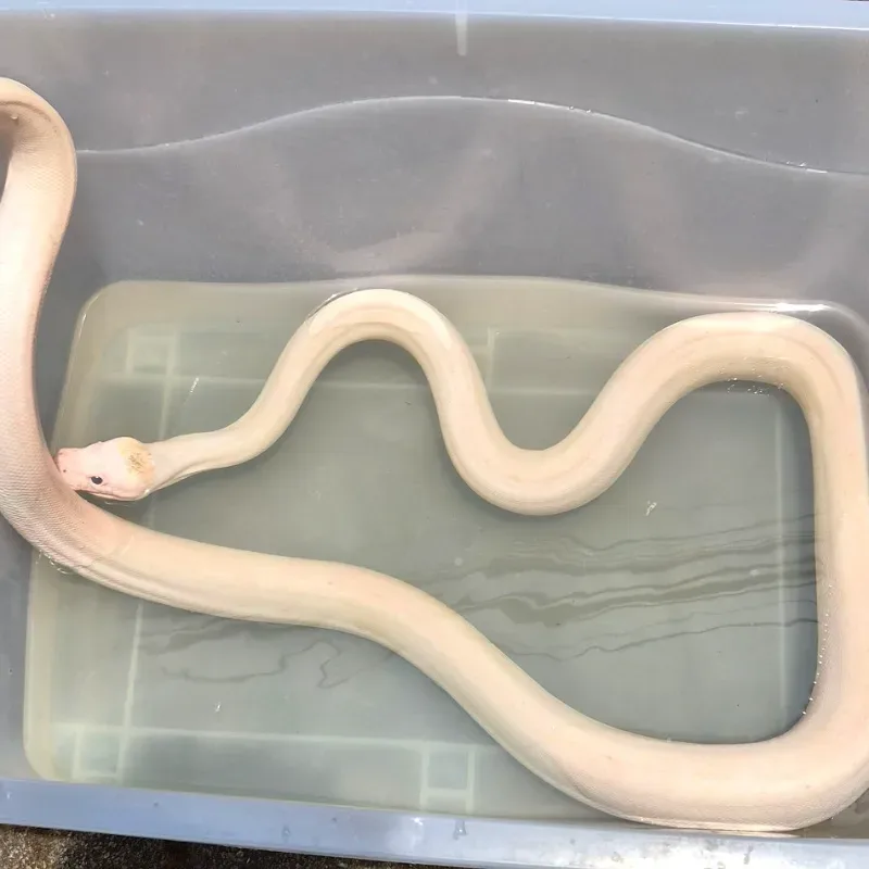 Ivory Retic het Albino WhitePhase
