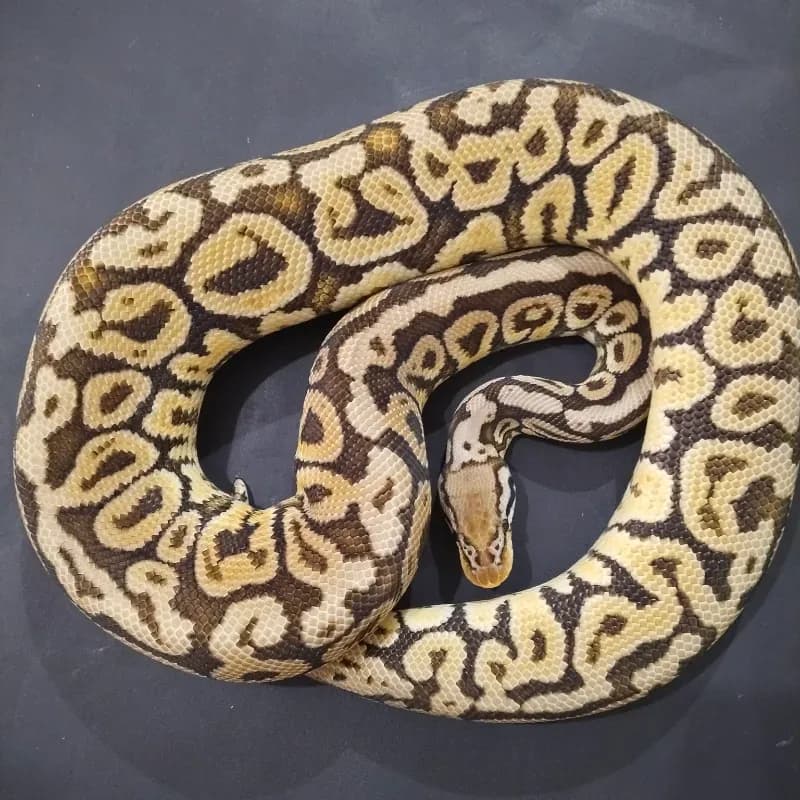 Pastel Spotnose Het Monsoon