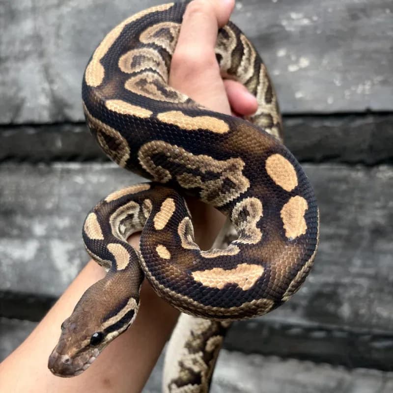 Black Pastel Specter Het Albino