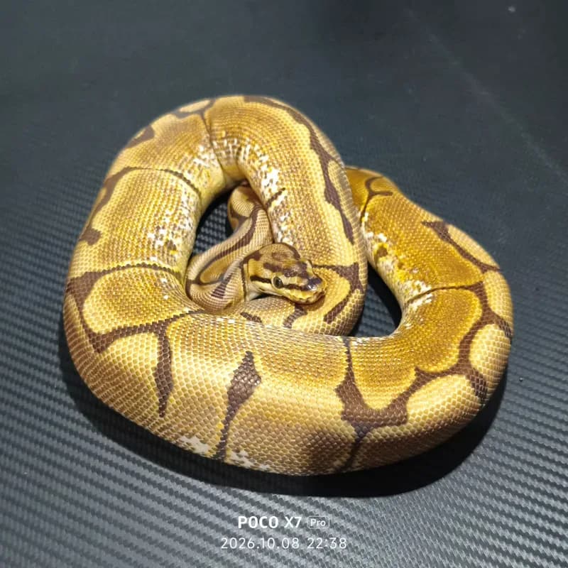 Spider Yellowbelly Het Pied