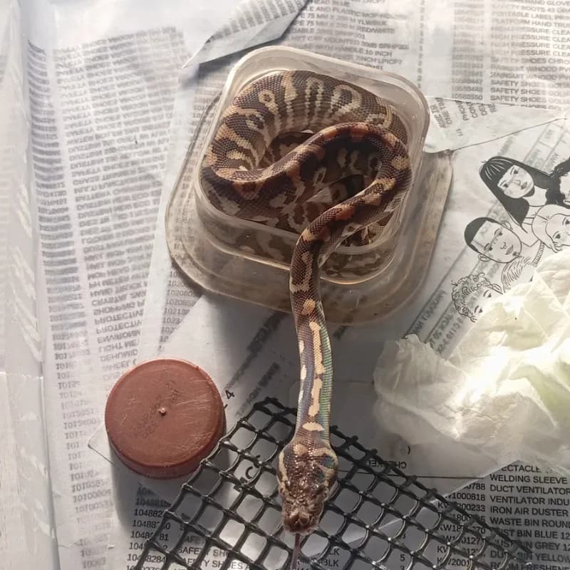 Possible Mojave
