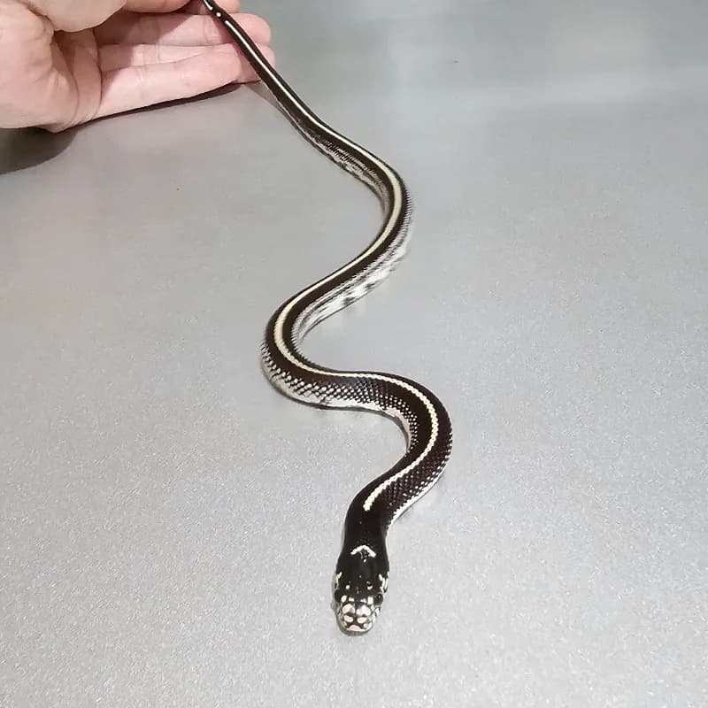 Stripe Het Albino
