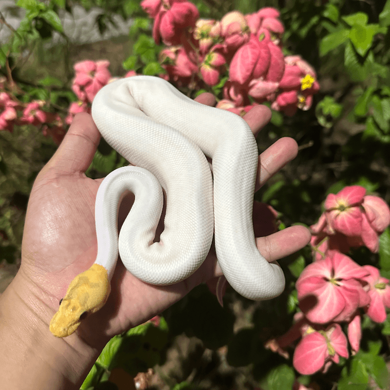 Banana Leopard Spider Pied
