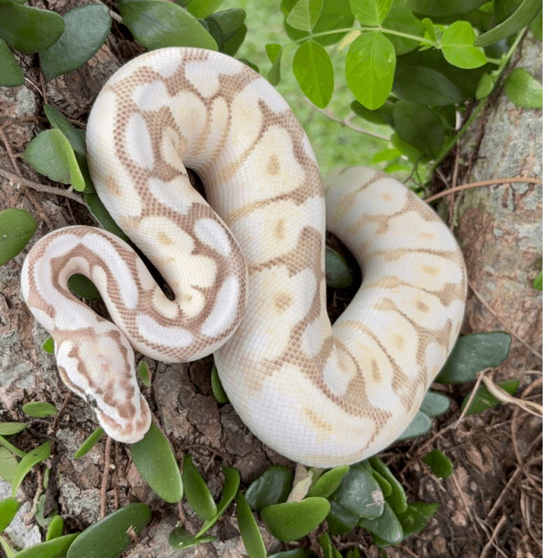 Butter Fire Pastel Spider Orange Dream