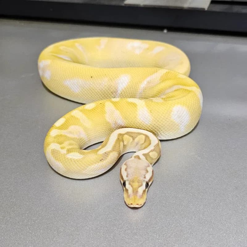 Banana Pastel Calico GHI Enchi Yellowbelly (Leopard) Paradox 50% Het Hypo