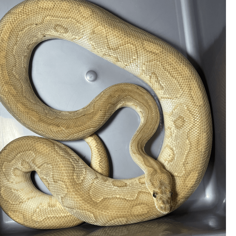 Red Stripe Lesser Clown