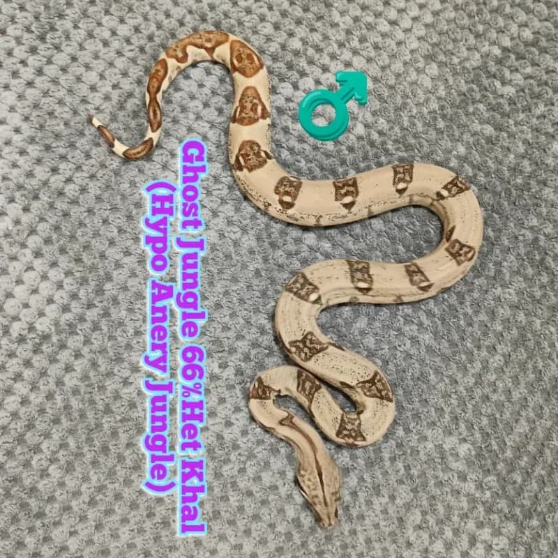 BOA Ghost Jungle (Hypo Anery Jungle) Het 66% Albino Khal