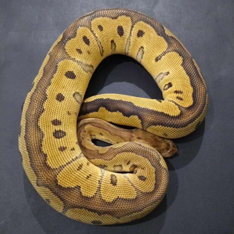(Red Stripe) Clown Het Desert Ghost