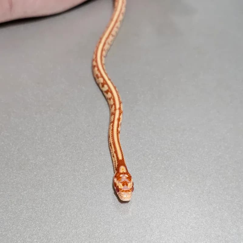 Tessera Albino/Amelanistic