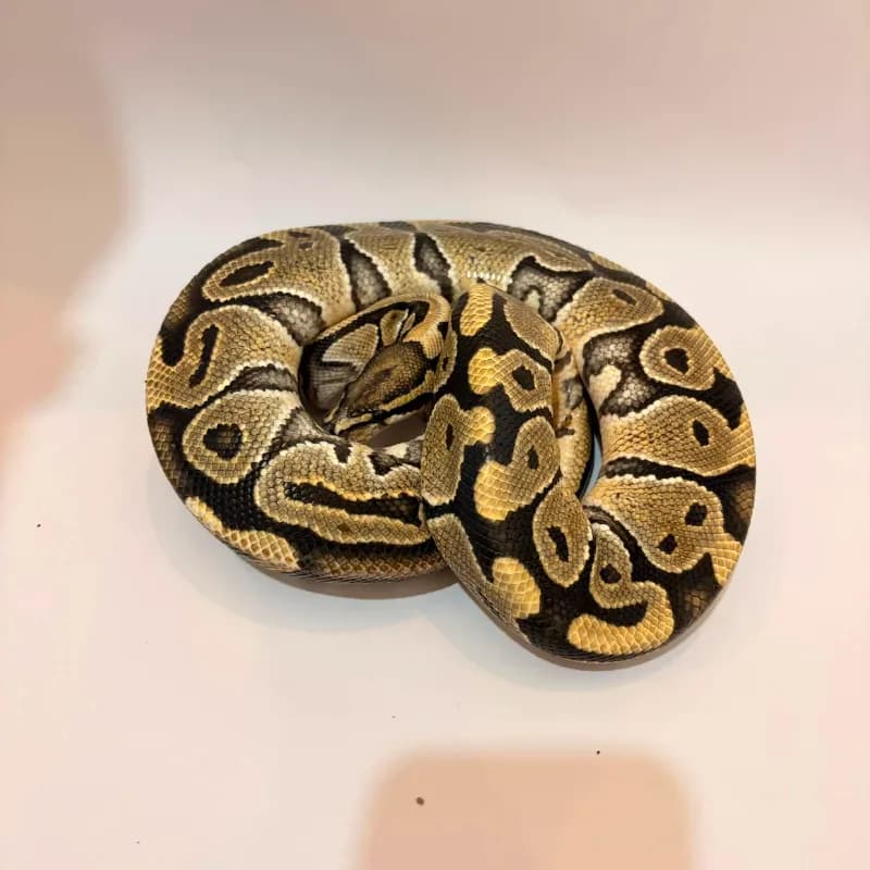 Hypo