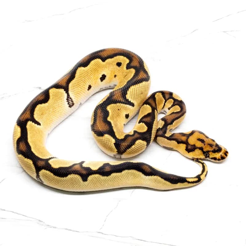Super Orange Dream Clown 66% Het Pied Pos Het Desert Ghost