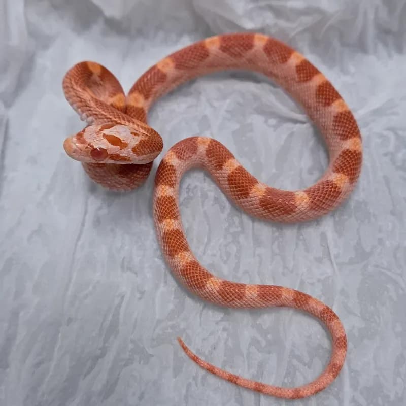 Albino/Amelanistic Diffused Motley