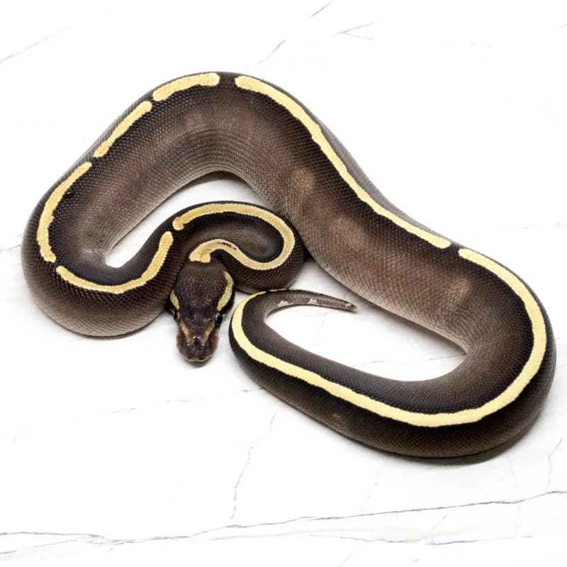 GHI Mojave Orange Dream Het Pied Het Hypo