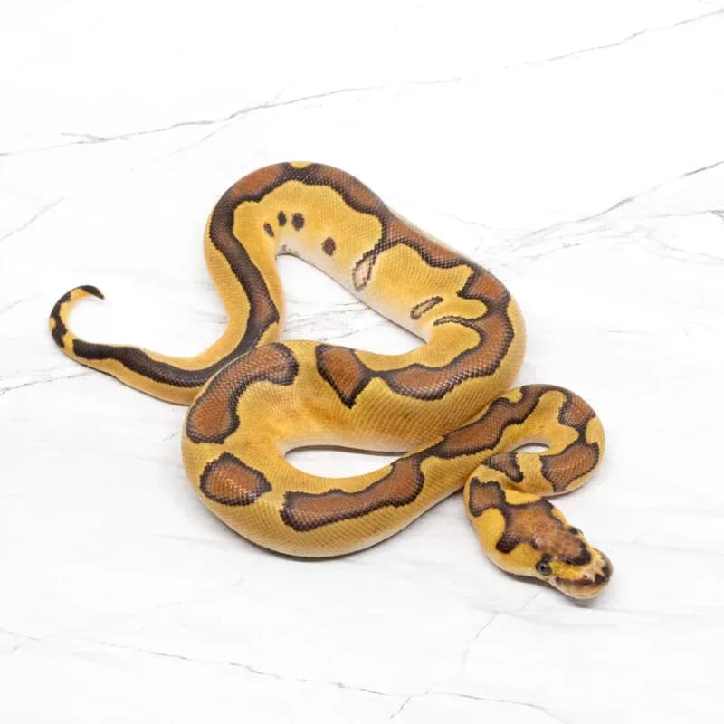 Enchi Phantom Clown
