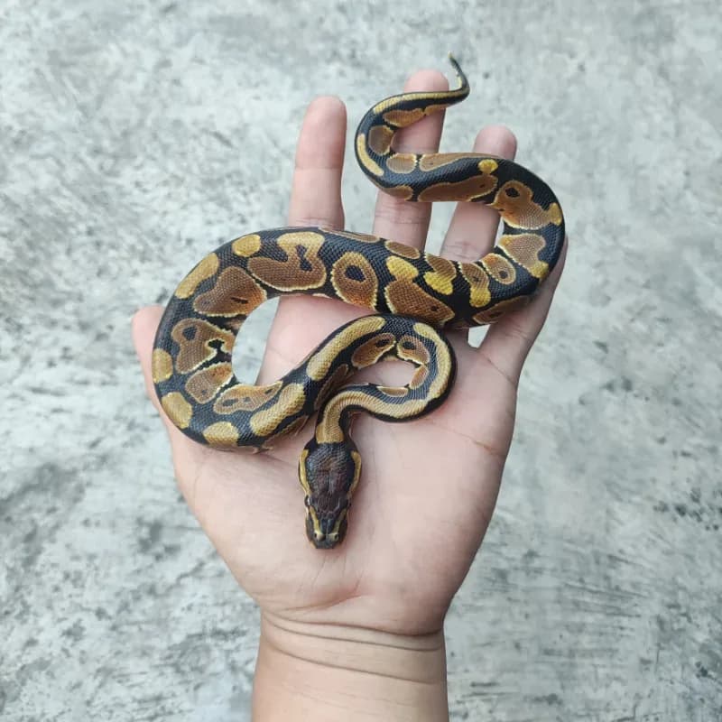 Het Clown Het Desert Ghost