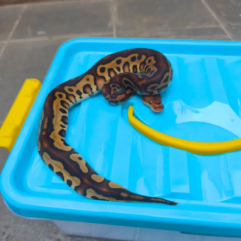 Leopard Red Stripe Clown Het Desert Ghost