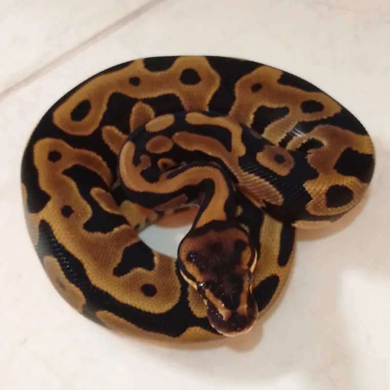 Leopard Het Desert Ghost Het Hypo