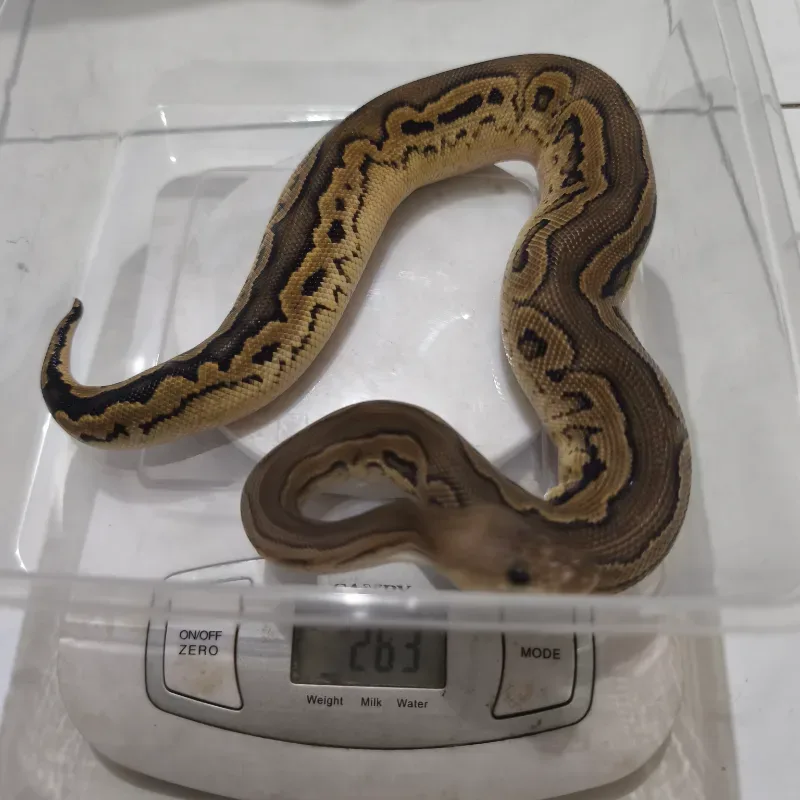Black Pastel Calico Clown