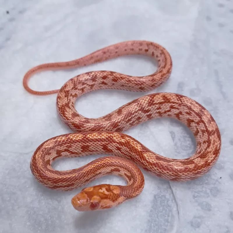 Tessera Albino/Amelanistic