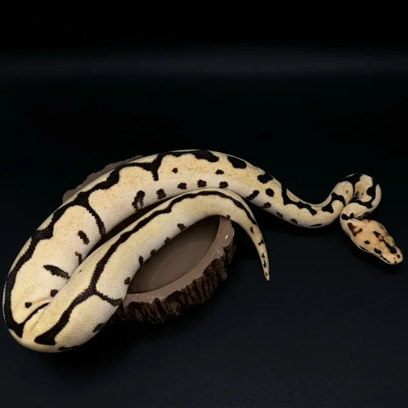 Spotnose (Leopard) Desert Ghost Clown