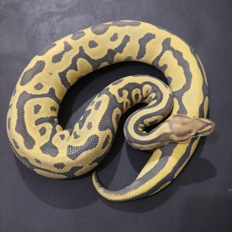 Leopard Hypo Clown Pos Het Desert Ghost