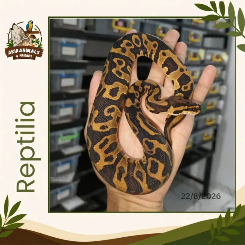 Leopard Yellowbelly Het Clown