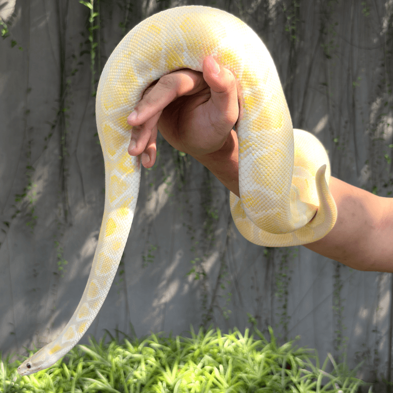 Lavender Albino Mojave