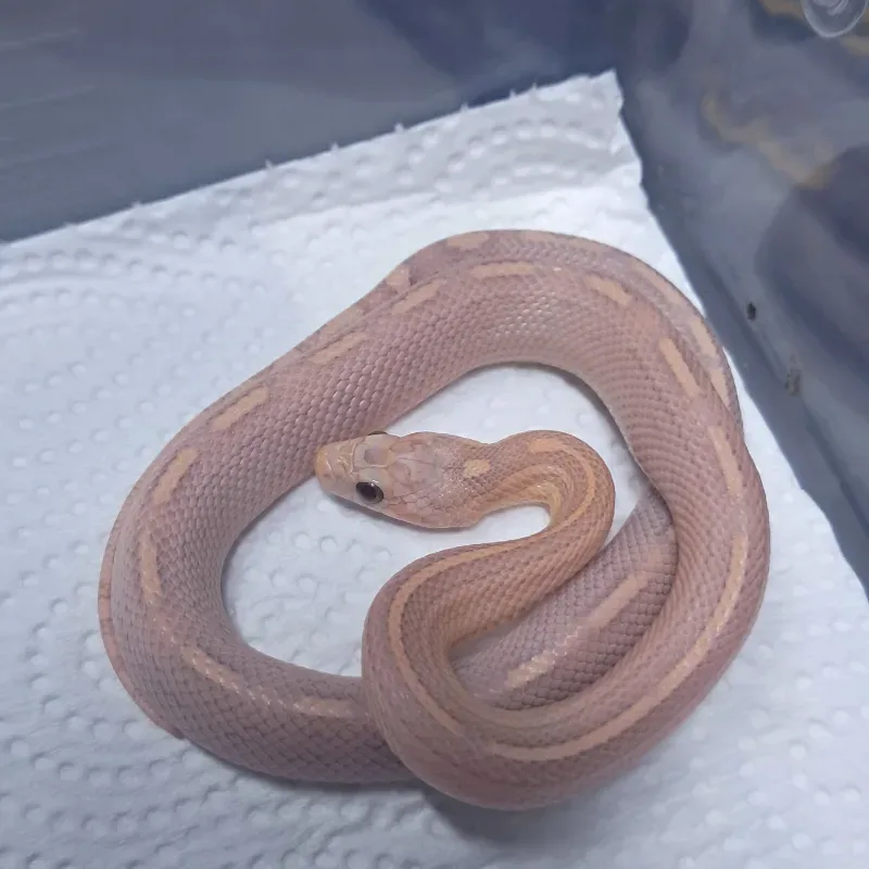 Miami Lavender Motley Het Hypomelanistic