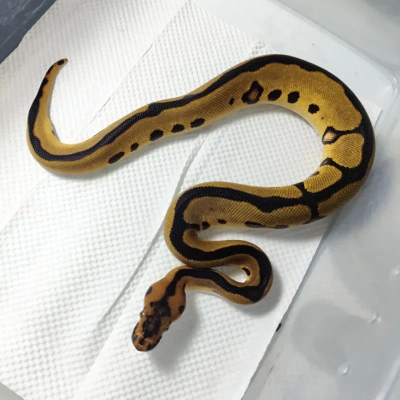 Orange Dream Leopard Clown
