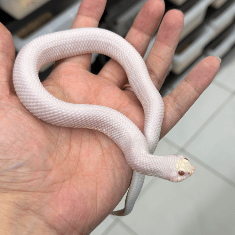 Super Arctic Leucistic Albino