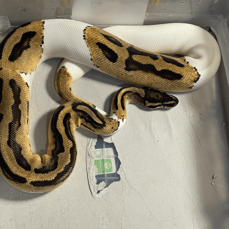 Orange Dream Pied