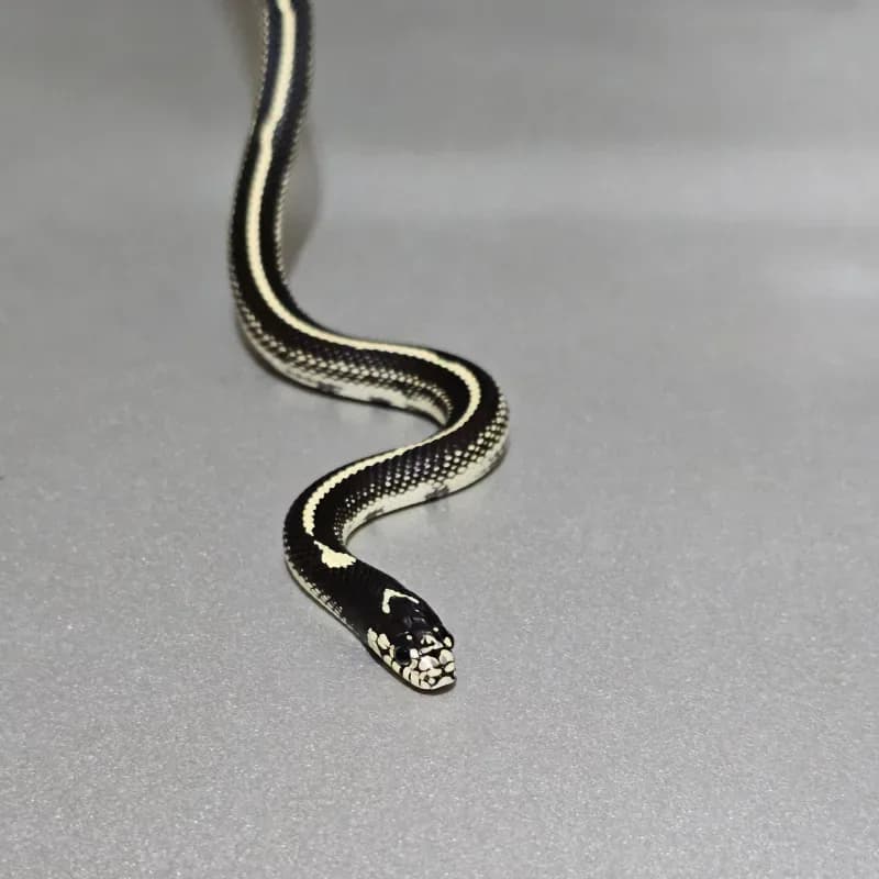 Stripe Het Albino