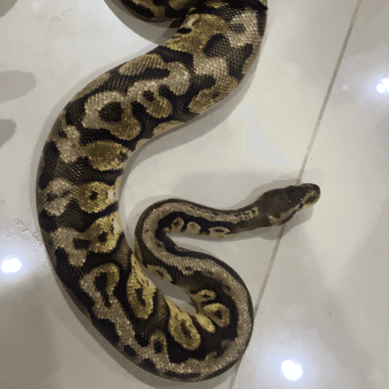 Hidden Gene Woma Pastel