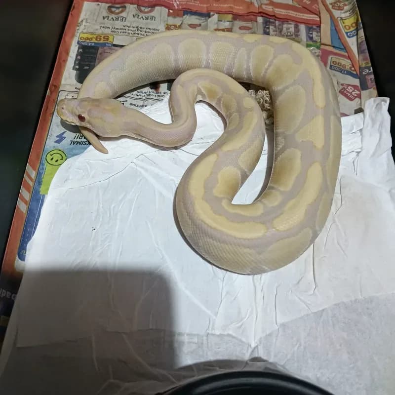 Toffee Albino