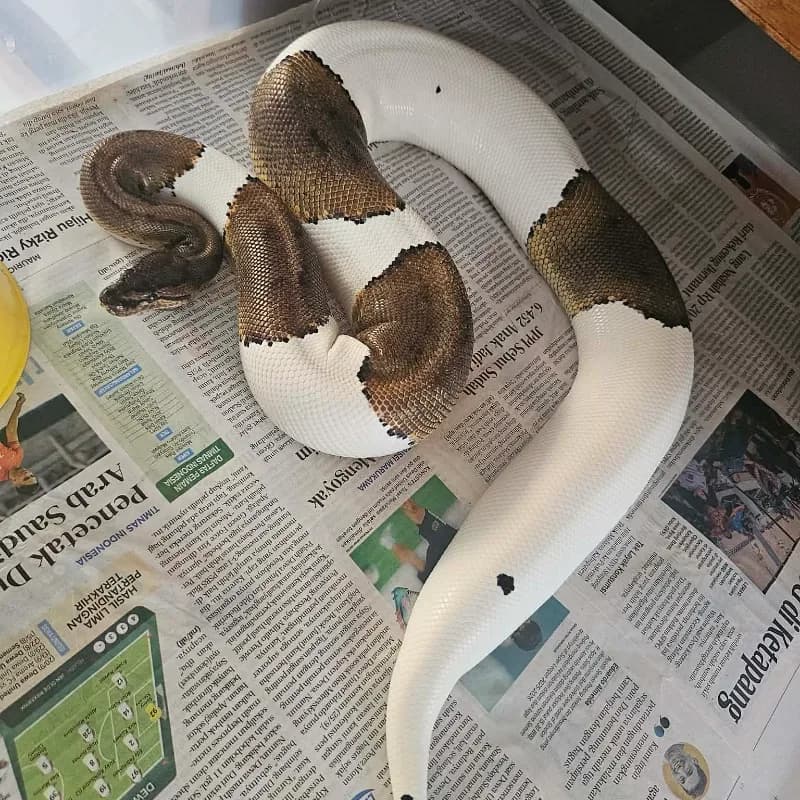 Black Pastel Yellowbelly Pied