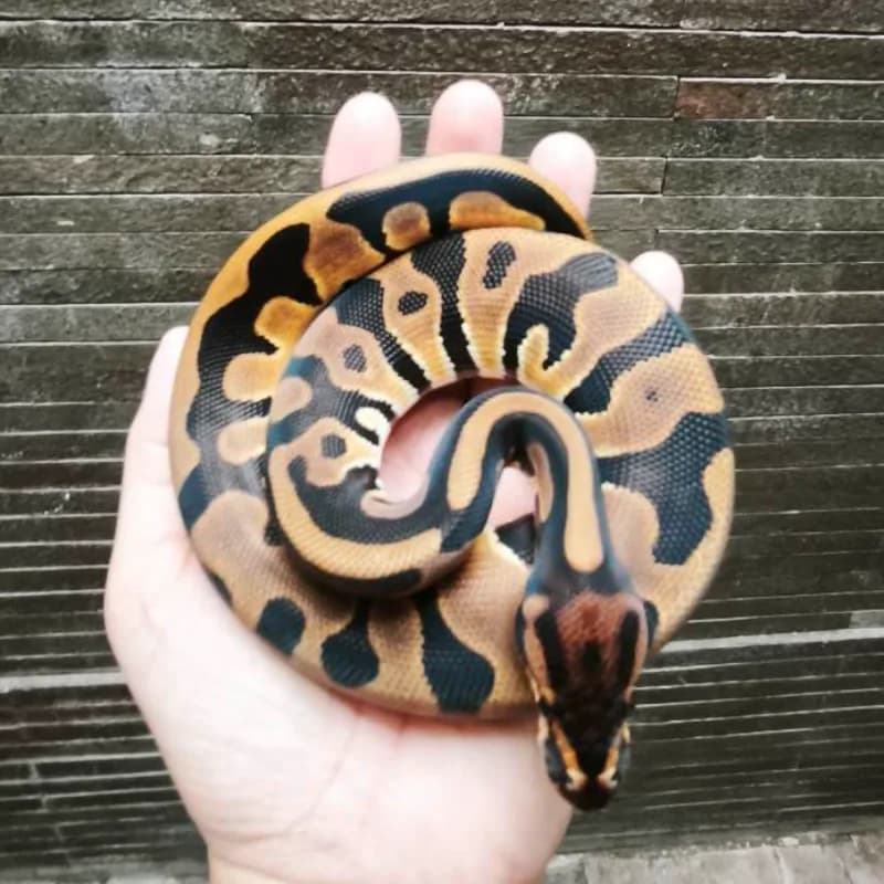 Leopard enchi het DG