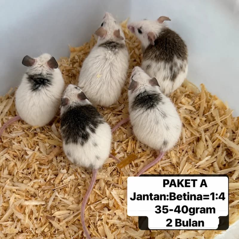 ASF Breeding Group 1:4 35-40gr Tangerang
