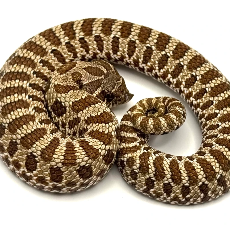 Hognose